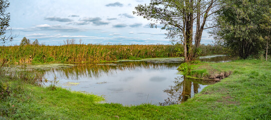 the bank of a small river near the forest.