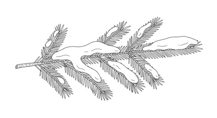 Naklejka premium Spruce branch with snow in sketch style