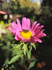 Obraz premium bee collects nectar on a flower