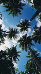 Tropical Palm Trees Upward View