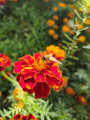 bee collects nectar on a flower