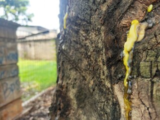  yellow sap flowing from the tree trunk