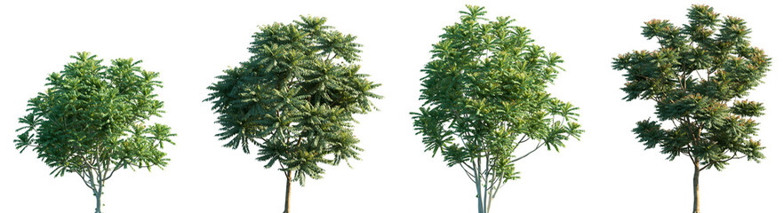 Set of Averrhoa bilimbi and Chukrasia velutina frontal street trees isolated png on a transparent background perfectly cutout