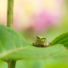 A tiny green tree frog sitting on a leaf, showing an adorable expression toward the camera. Set against a soft pink and green background, it captures the charming appeal of early summer. 