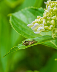 A macro shot of a green tree frog nestled between fresh hydrangea leaves and buds. The deep green leaves and the small frog quietly convey the rich vitality of life during the rainy season. 