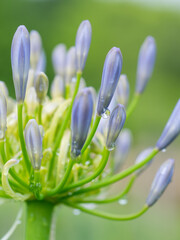 A vertical close-up of soft blue-purple agapanthus buds with clear water droplets. The fresh green stems and bokeh emphasize the quiet, cool atmosphere after the rain.