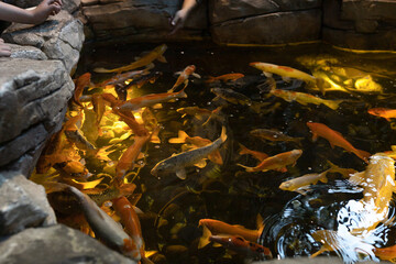 Colorful koi fish swimming in pond water