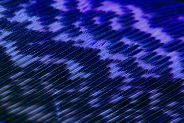Close-up view of a delicate bird feather showing fine texture, natural pattern, and soft details.