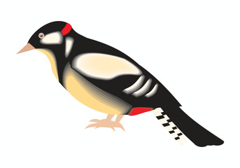 Great spotted woodpecker bird perched, isolated on white background