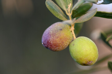 Olives ripening on branch in Cyprus at sunset
