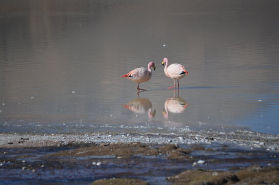 Laguna Grande y flamencos