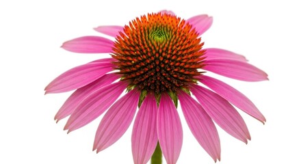 Obraz premium Closeup of a vibrant pink coneflower with a spiky orange center, isolated on white background