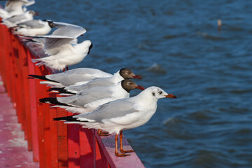 Row of migratory seagulls perched on red wooden rail.