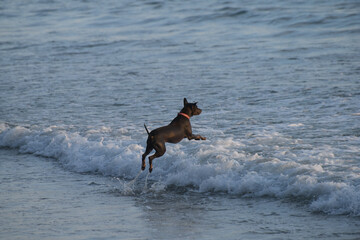 Playful Thai dog splashing in sea waves on a sandy beach.