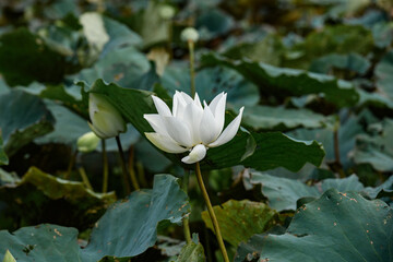 Sunlit white lotus blooming above pond leaves.