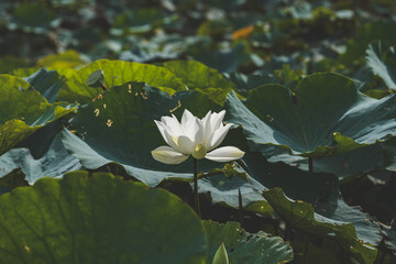 Sunlit white lotus blooming above pond leaves.