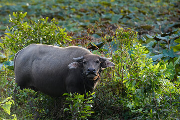 Thai water buffalo resting in green vegetation.