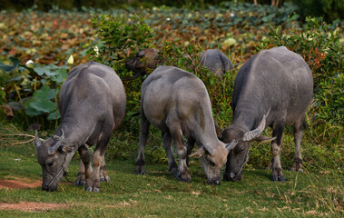 Group of Thai water buffalo grazing on green pasture.