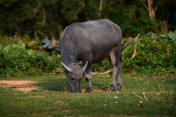 A single Thai water buffalo grazing on green grass under warm sunlight. Perfect for countryside, livestock, and agricultural stock themes.