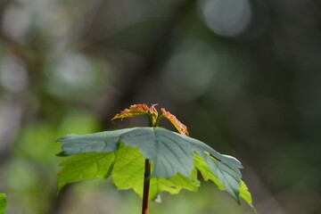 the beginning of a new tree