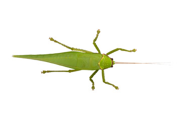 The great green bush-cricket isolated on the white background