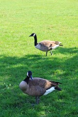 Canada goose（カナダ雁）