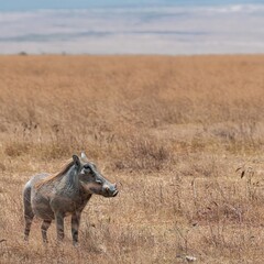 warthog in the wild