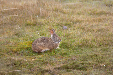 Wild rabbit in Andean páramo grassland
