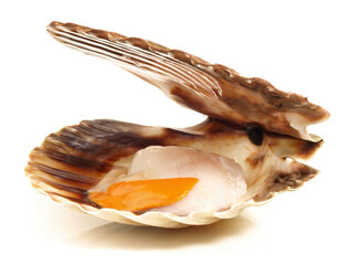 Scallops in the Shell on white Background