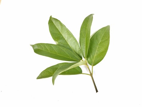 Grass jelly leaves isolated on white background 