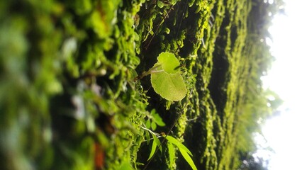 bright green and yellowish-green moss and plants. The moss-covered surface appears textured and damp.