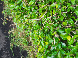 Bright Green Leafy Bush Growing Beside Dark Asphalt Pavement