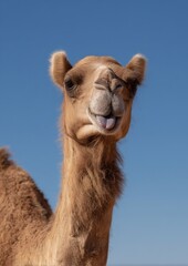 Close-up of a camel against a bright blue sky