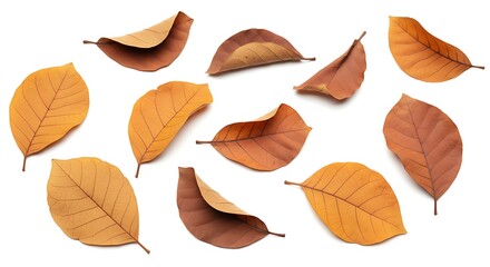Isolated dry leaves on white background for autumn or nature concepts