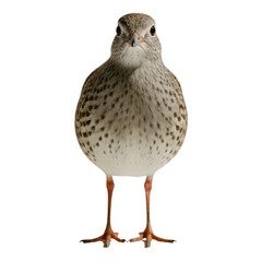 Obraz premium Close-up of a plump, light-brown bird, facing forward. Its body is speckled with darker spots. Short legs and feet are visible