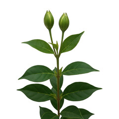 Close-up of a plant stem with two buds and several leaves