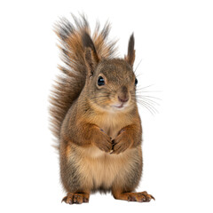 Obraz premium Close-up of a small, fluffy squirrel