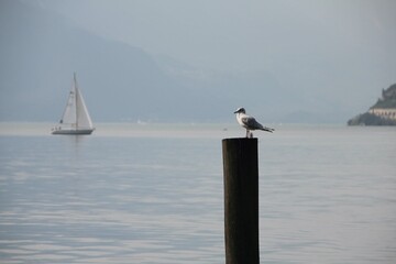 Möwe an Gardasee
