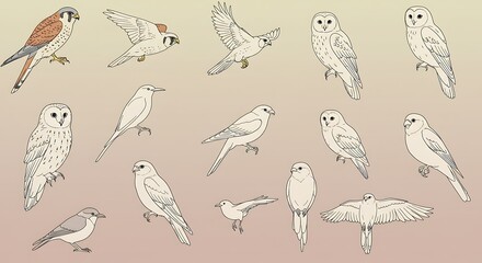 Various birds illustrated