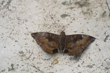 Common Baron butterfly with earthy brown wings, subtle patterns, and graceful flight, often seen in gardens, adding natural beauty and charm