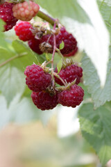 Close-up of ripe red raspberries growing on a bush. Fresh summer berries with green leaves in natural light. Organic gardening and healthy food concept.