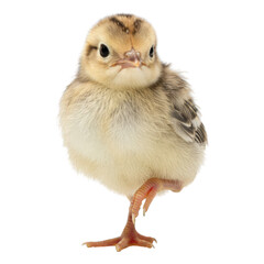 Obraz premium Cute, fluffy, light-brown chick, front view