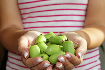 Close-up of female hands holding a handful of fresh hardy kiwi fruits Actinidia arguta. Small green fruits of mini kiwi, also known as baby kiwi or kiwi berry, freshly harvested.