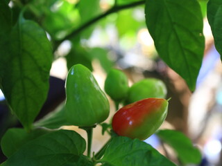 Green and red chili peppers growing amongst leaves in garden on sunny day, showcasing vibrant...