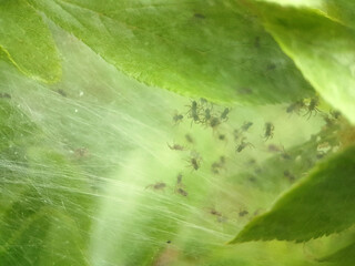 spider on leaf autumn garden