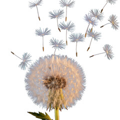 Obraz premium Dandelion seeds dispersing