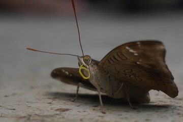 Common Baron butterfly with earthy brown wings, subtle patterns, and graceful flight, often seen in gardens, adding natural beauty and charm