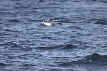 The common murre or common guillemot (Uria aalge) is a large auk. It has a circumpolar distribution, occurring in low-Arctic and boreal waters in the North Atlantic and North Pacific. 