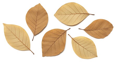 Overhead view of dried leaves isolated on a white background