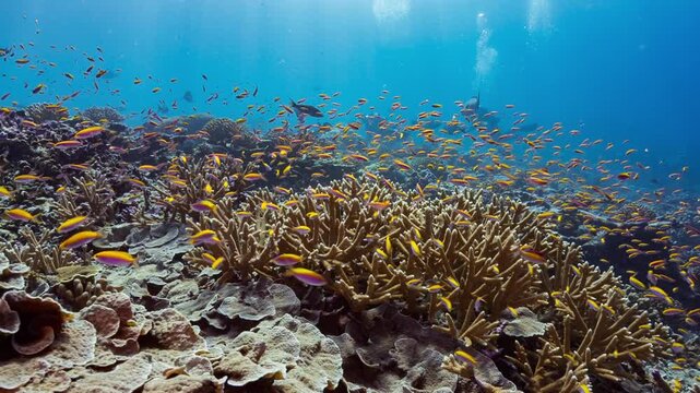 Colourful fish and corals with SCUBA Divers swimming in the distance